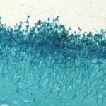 MICROS | Kamera ve Ekipmanlar | Micros Camera-Accessories-Infinity Lite - 1